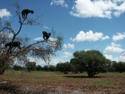Le clbre arganier du Maroc